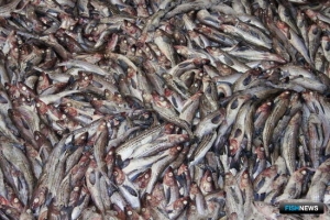 Росрыболовство проведет новый аукцион по квотам