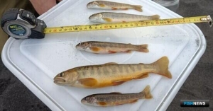 Рыбохозяйственная наука подключилась к комплексной экспедиции на Курилах