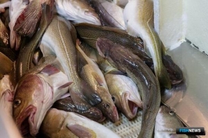 Бизнес-объединения России добиваются важного уточнения по таможенному статусу уловов членов ЕАЭС