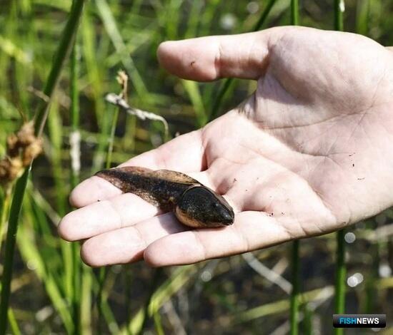 &laquo;Голубой патруль&raquo; помог рыбной молоди выбраться на волю