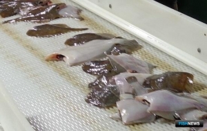 ВАРПЭ: Минсельхоз прислушался к регионам и бизнесу