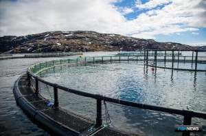 Новые учет и маркировка: сельхозживотных берут на карандаш