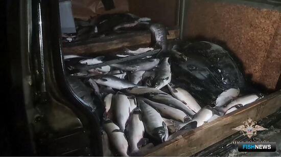 «Икорные» дела завели на Камчатке «Икорные» дела завели на Камчатке