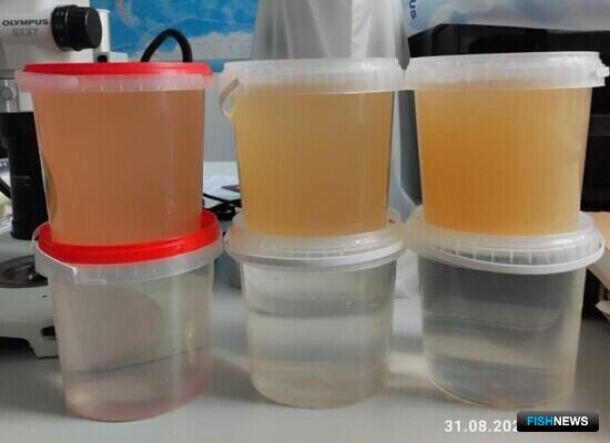 Опреснение Амурского залива беспокоит ученых