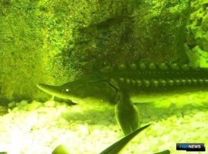 Ценную рыбу не удалось спрятать в багаже