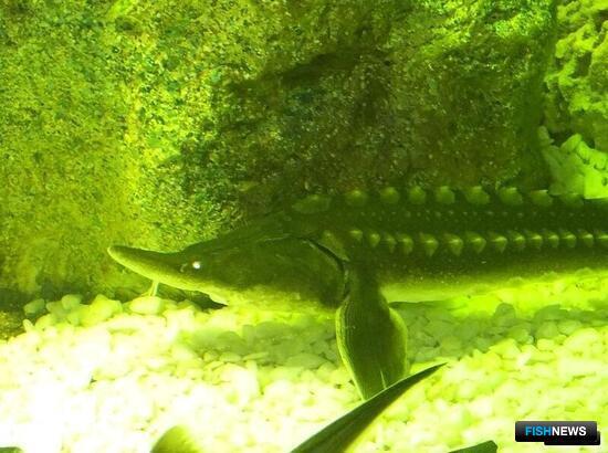 Ценную рыбу не удалось спрятать в багаже