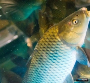 Рыбные запасы Верх-Невейского водохранилища будут пополнять