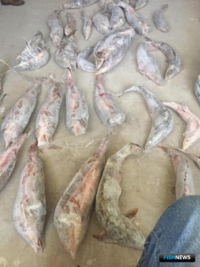 У подозреваемых в краже нашли осетровые &laquo;сюрпризы&raquo;