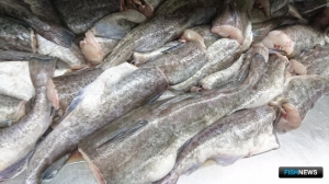 Предложения совета ВАРПЭ по коэффициентам для береговых заводов поддержали в Минсельхозе