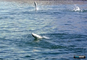 Ученые США дали прогноз по нерке на будущий год