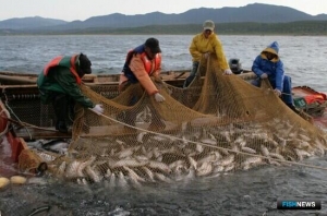 Сахалинская область взялась за кету