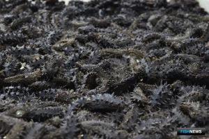 Наказание за контрабанду ценных гидробионтов собираются смягчить