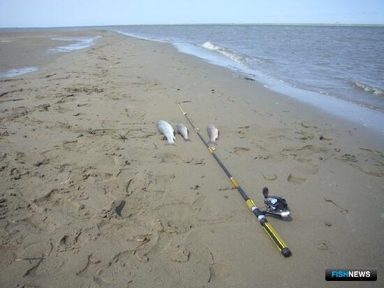 Организаторы рыбалки на Сахалине и Курилах смогут побороться за участки Организаторы рыбалки на Сахалине и Курилах смогут побороться за участки