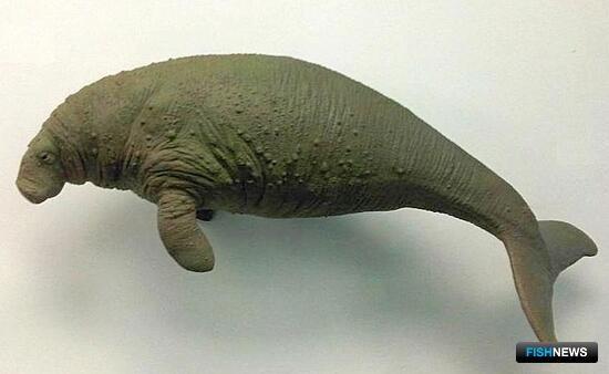 Биотехнологии могут дать второй шанс морской корове