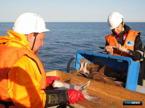 Специалисты освежили данные по крабу Баренцева моря