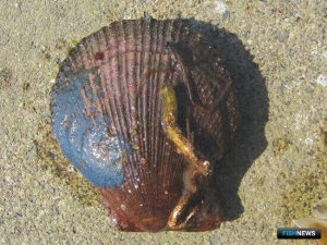 Япония подсчитывает экономический ущерб от сбросов с &laquo;Фукусимы-1&raquo;