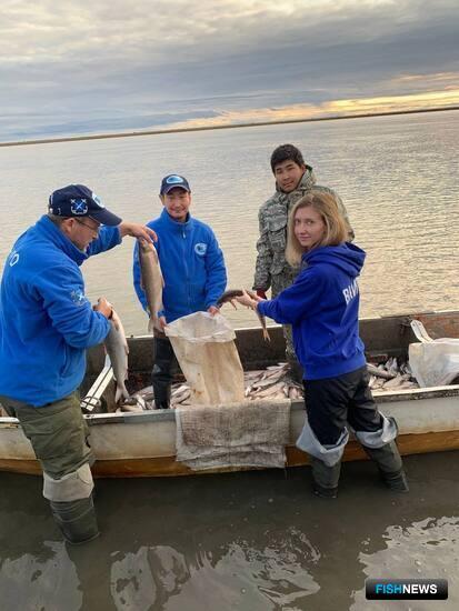 Ученые получили новые сведения о «населении» Индигирки Ученые получили новые сведения о «населении» Индигирки