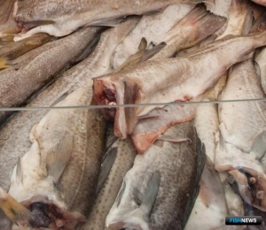 Карелия подсчитала уловы с начала года