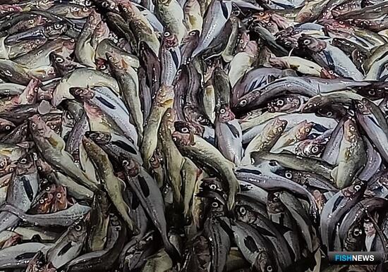 Рыбаки Приморского края расширили районы промысла минтая Рыбаки Приморского края расширили районы промысла минтая