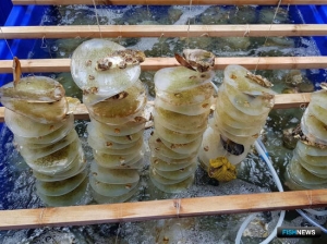 Тихоокеанские устрицы дали первое потомство на Черном море