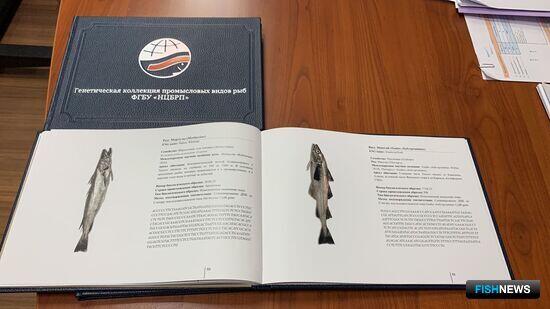 НЦБРП приготовил инструмент для борьбы с рыбными подменами