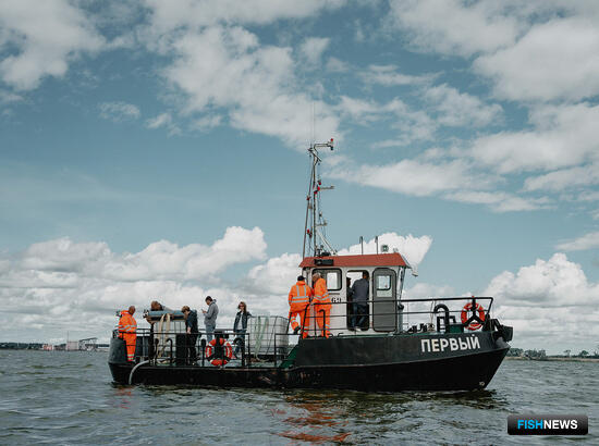 Калининградскую программу по угрю выполняют в плановом режиме