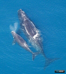 Редкому киту помогут долларом