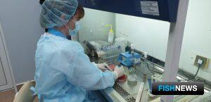 Россельхознадзор не пустил за рубеж зараженную икру Россельхознадзор не пустил за рубеж зараженную икру