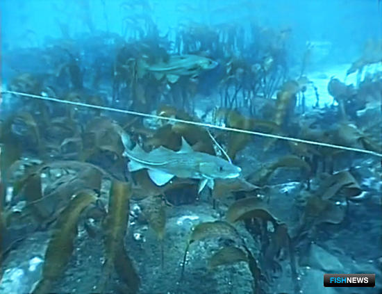 Ассоциация ярусного промысла призывает оставить предприятия с треской Ассоциация ярусного промысла призывает оставить предприятия с треской