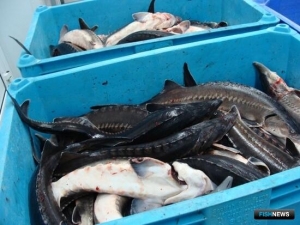 Страхование рыбных &laquo;урожаев&raquo; вновь просубсидируют