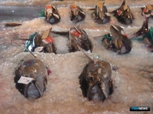 Импорт рыбопродукции из Японии могут закрыть