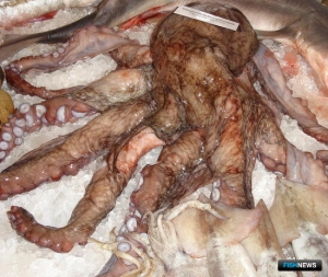 Белоруссии продлили льготу на осьминогов для переработки