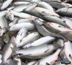 Уловы лососей приблизились к рекордам