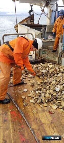 Ученые собрали данные о гребешке северных морей Ученые собрали данные о гребешке северных морей