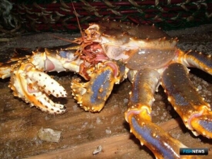 Крабовое браконьерство в промышленных масштабах привело в суд