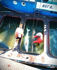 Рыбоводные заводы Каспия делятся друг с другом осетровыми