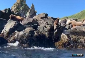 Ученые оценивают масштабы тюленьей эпидемии