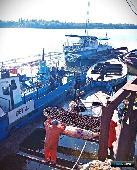 Рыбоводные заводы Каспия делятся друг с другом осетровыми Рыбоводные заводы Каспия делятся друг с другом осетровыми