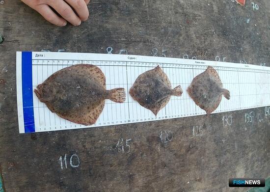 Азовское море активно заселяет камбала-калкан Азовское море активно заселяет камбала-калкан