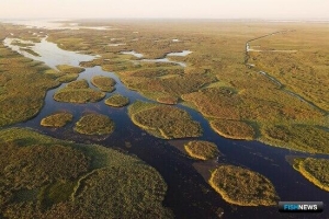Промысловикам предлагают купить права на освоение сельди-черноспинки 