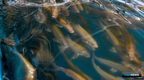 Ямал выделил средства на продолжение исследований своей рыбы