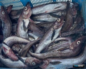 Комиссия подвела итог большого квотного аукциона