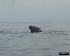 Ученые взяли на карандаш китов и дельфинов Охотского моря