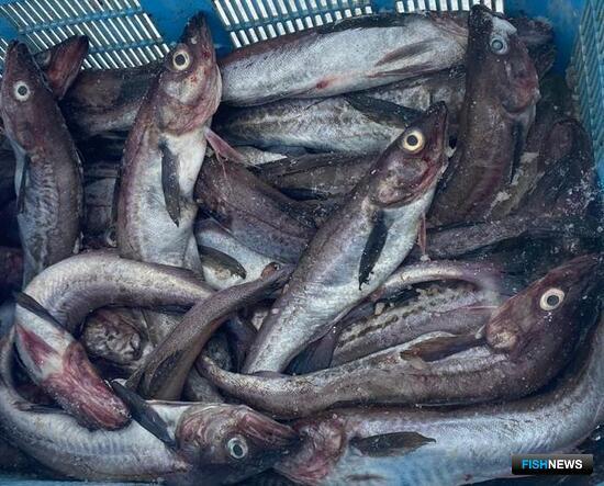 Комиссия подвела итог большого квотного аукциона Комиссия подвела итог большого квотного аукциона