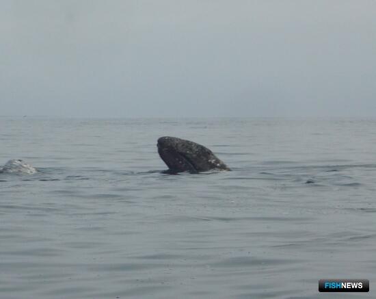 Ученые взяли на карандаш китов и дельфинов Охотского моря