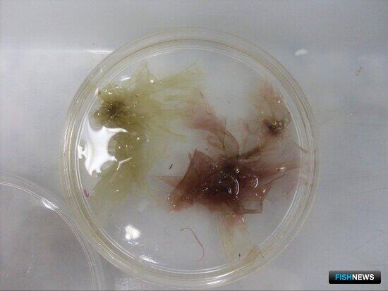 Определение режима температурной обработки сушеных водорослей рода Porphyra &mdash; публикуем исследование