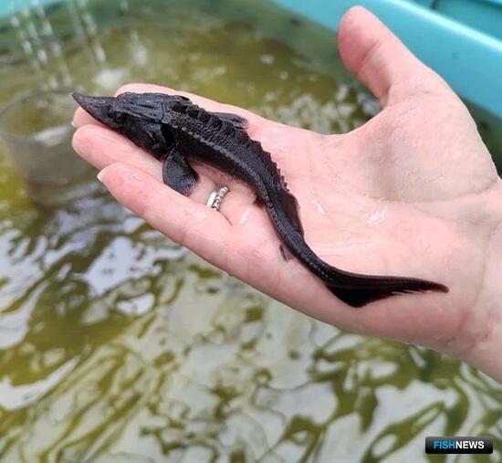 В Приамурье подсчитали выпущенную рыбную молодь В Приамурье подсчитали выпущенную рыбную молодь