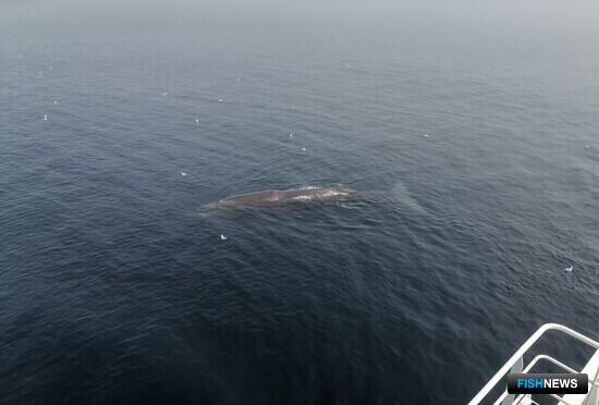 ПИНРО собрал информацию по атлантическим окуням и палтусу