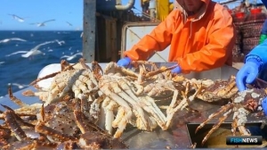 Крабовые аукционы стартуют в понедельник