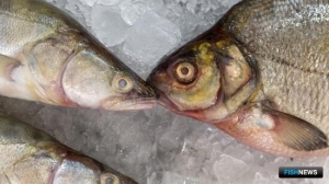 Депутаты решили внести уточнения в закон о ветеринарии